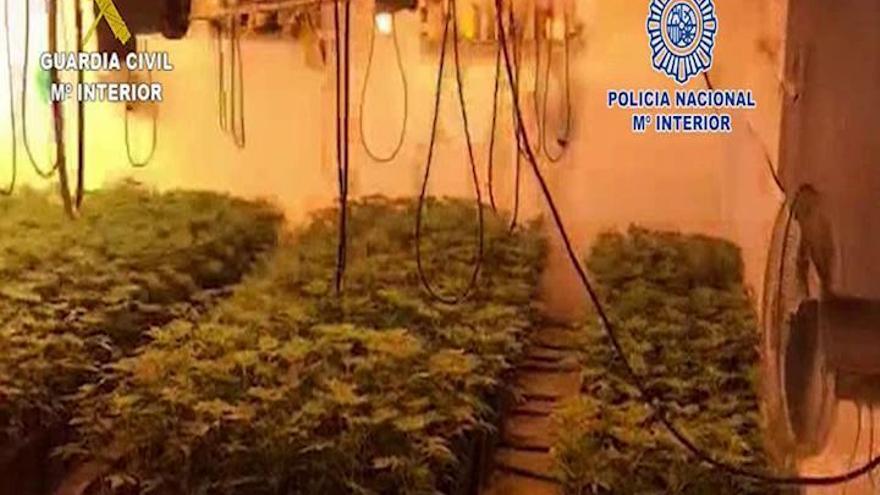 Treinta detenidos en Antequera por cultivar y distribuir marihuana