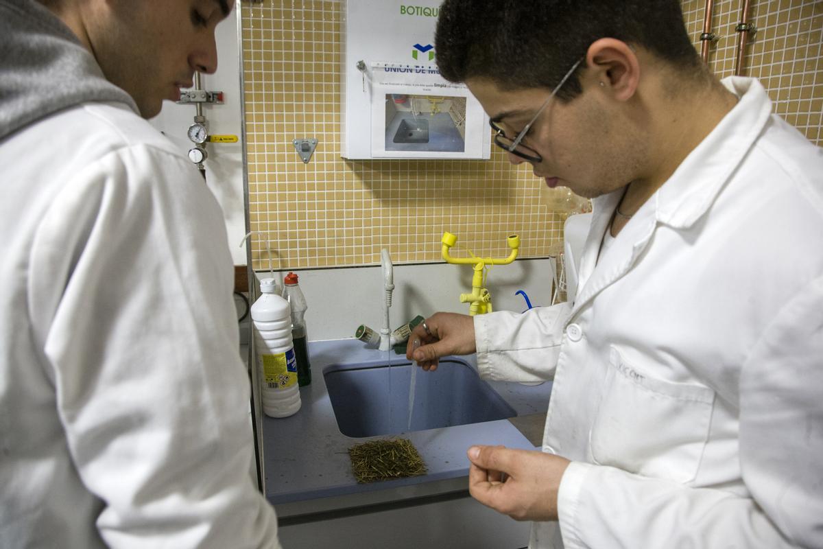 Los estudiantes de la UPV de Alcoy han creado un material a partir de fibras de palmera.