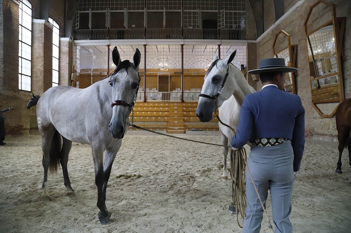 Concurso morfológico en Cabalcor