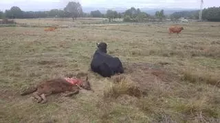 Tercer ataque de lobo en Codesal tras los incendios de la Culebra