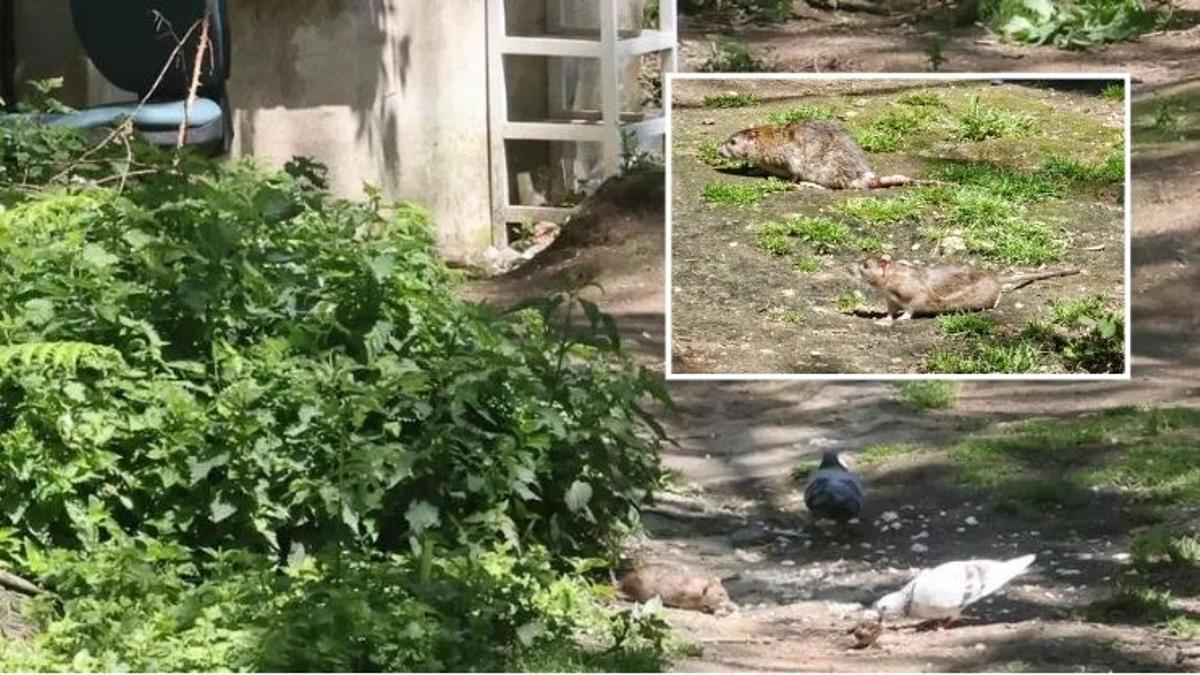 Ratas en calle Coruña