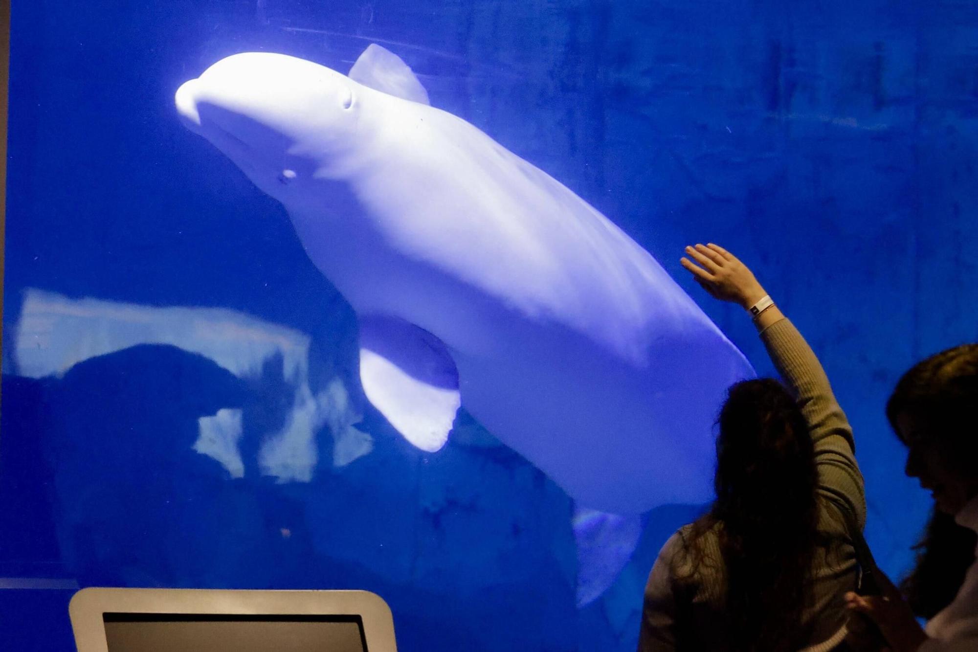 Las cuatro belugas del Oceanogràfic ya nadan juntas en València