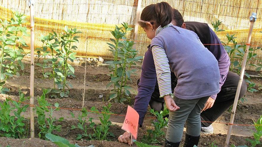 Tomates y judías en los colegios