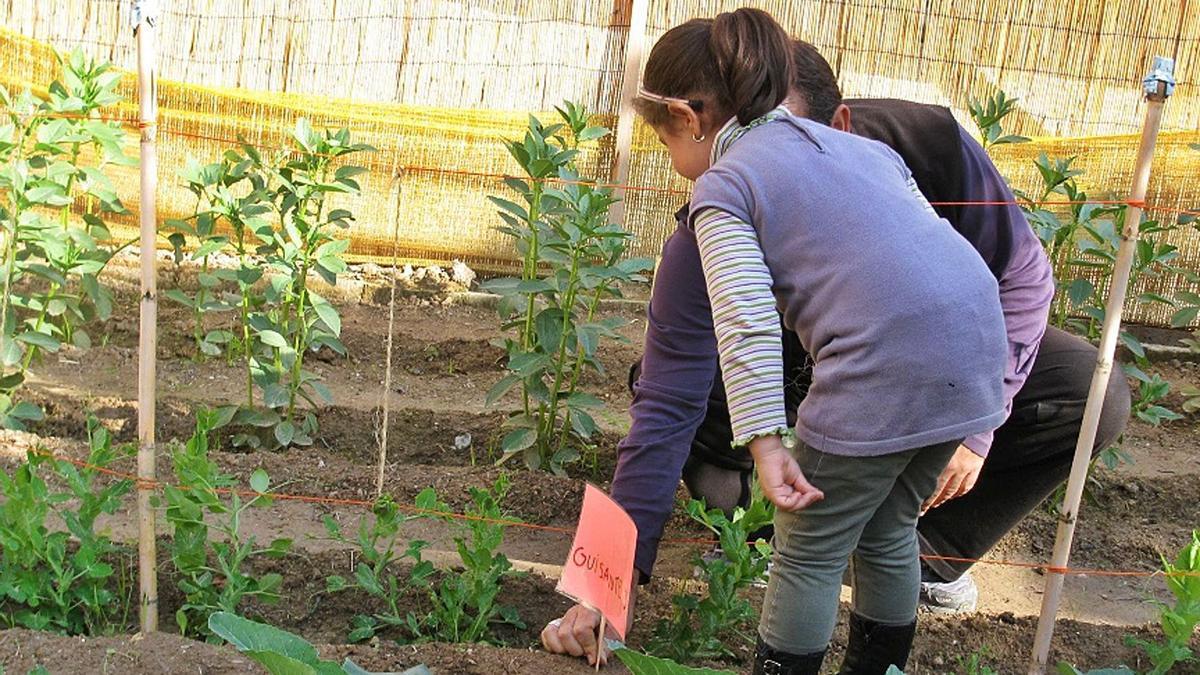 Más de 160 centros 
escolares han recibido plantones y sobres de 
semillas