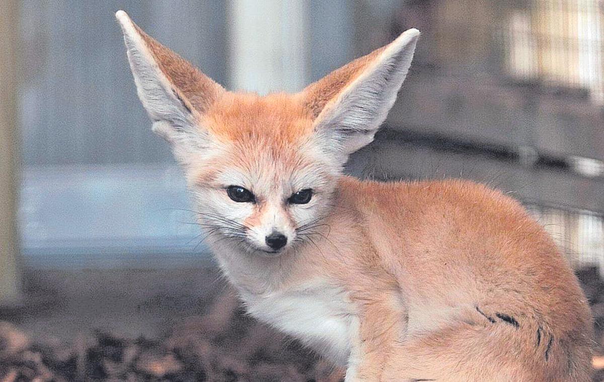 Les espècies silvestres no s’adapten a la captivitat.