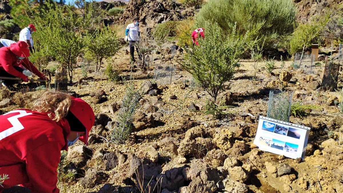 Cruz Roja lidera un proyecto de reforestación | EL DÍA