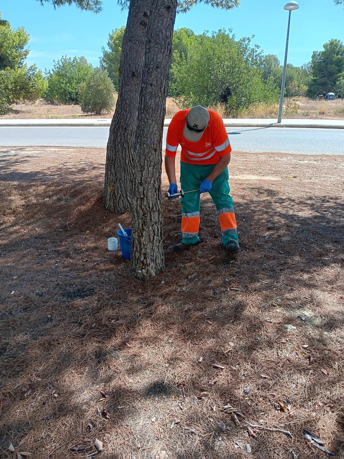 Tratamientos preventivos en Paterna para el control de la procesionaria.