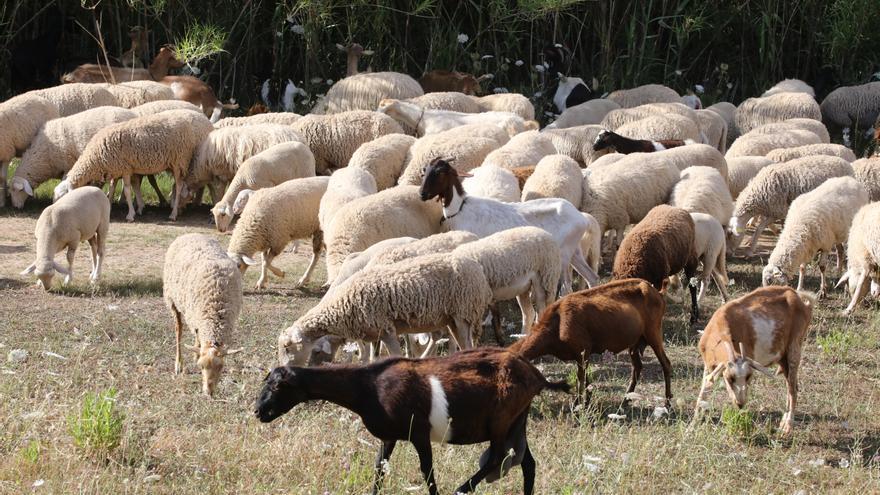 La cabaña porcina se reduce en un 22% en Ibiza y la ovina un 8%