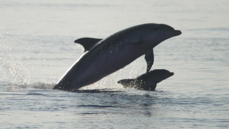 Imagen captada por el grupo de investigación hace solo unos días de delfines mulares en la costa norte de Torrevieja.