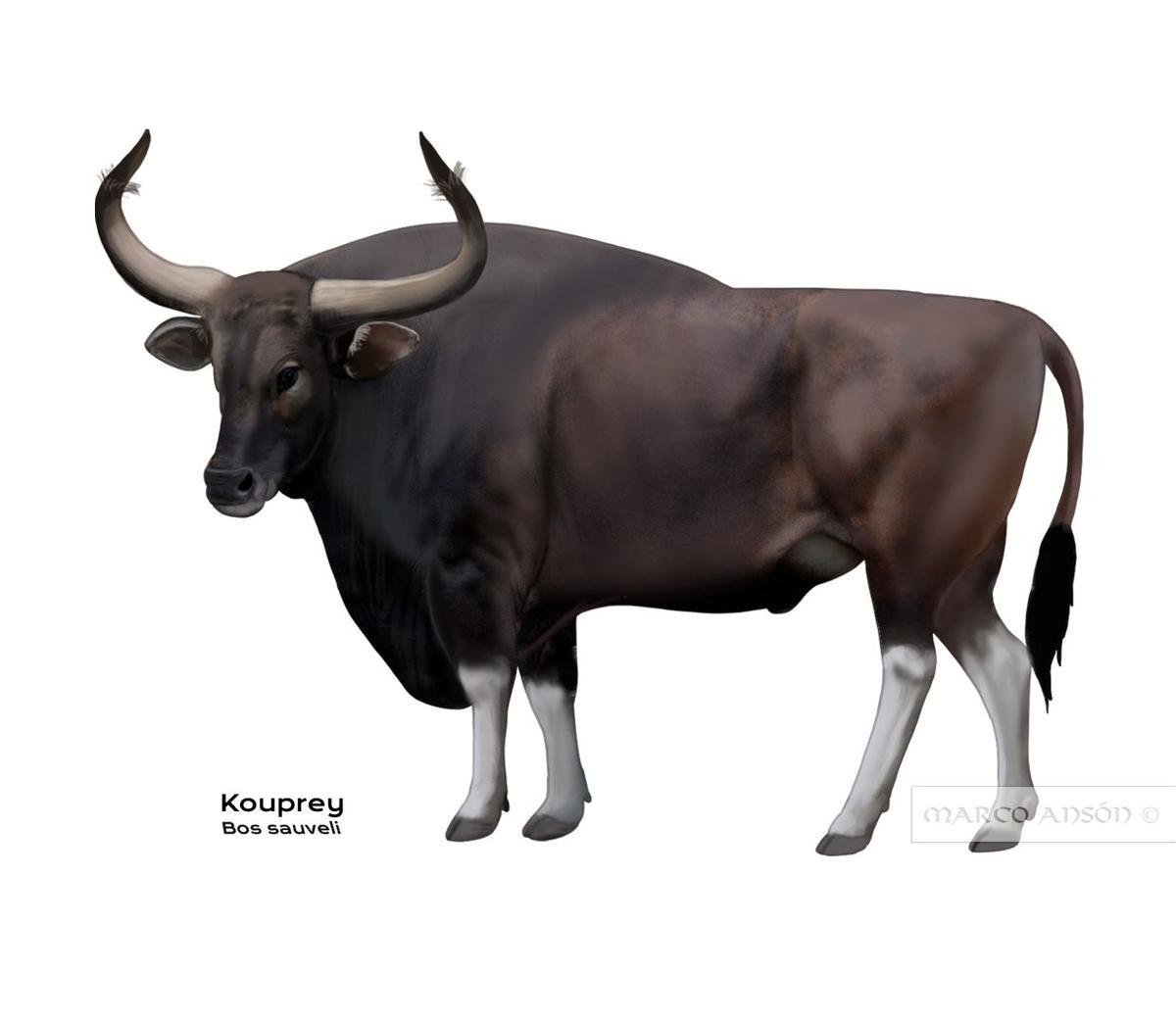 Dibujo de un kouprey.
