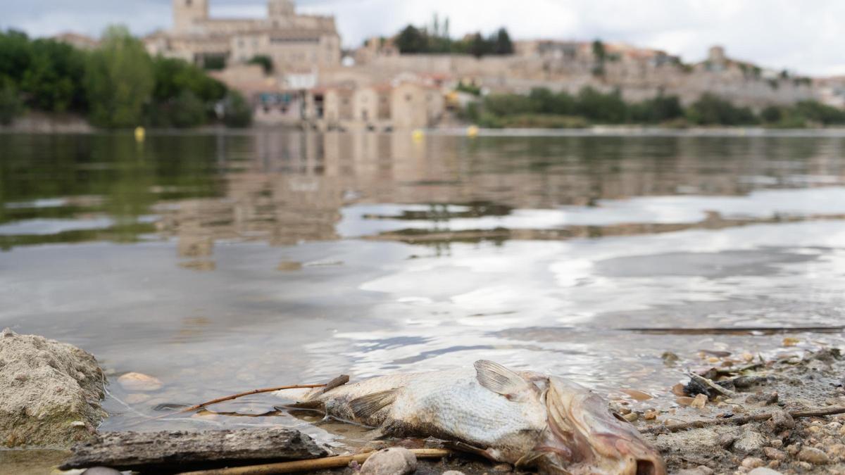 Un ejemplar muerto a orillas del río Duero en Los Pelambres.