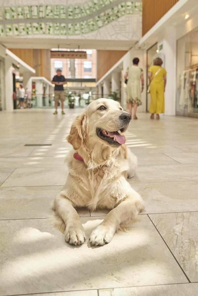 EL DÍA INTERNACIONAL DEL PERRO (Madrid, Barcelona...)