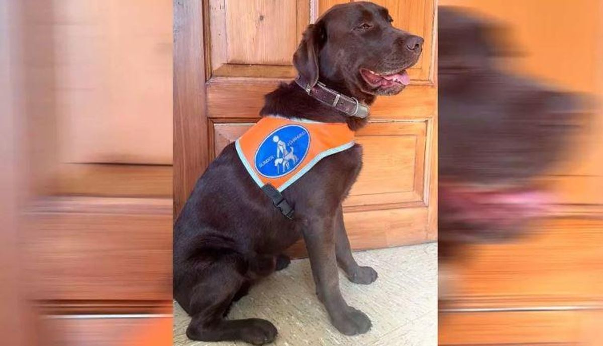 El perro de asistencia Cooper debió bajarse del autobús del TIB a pesar de su tarjeta de identificación como perro guía.
