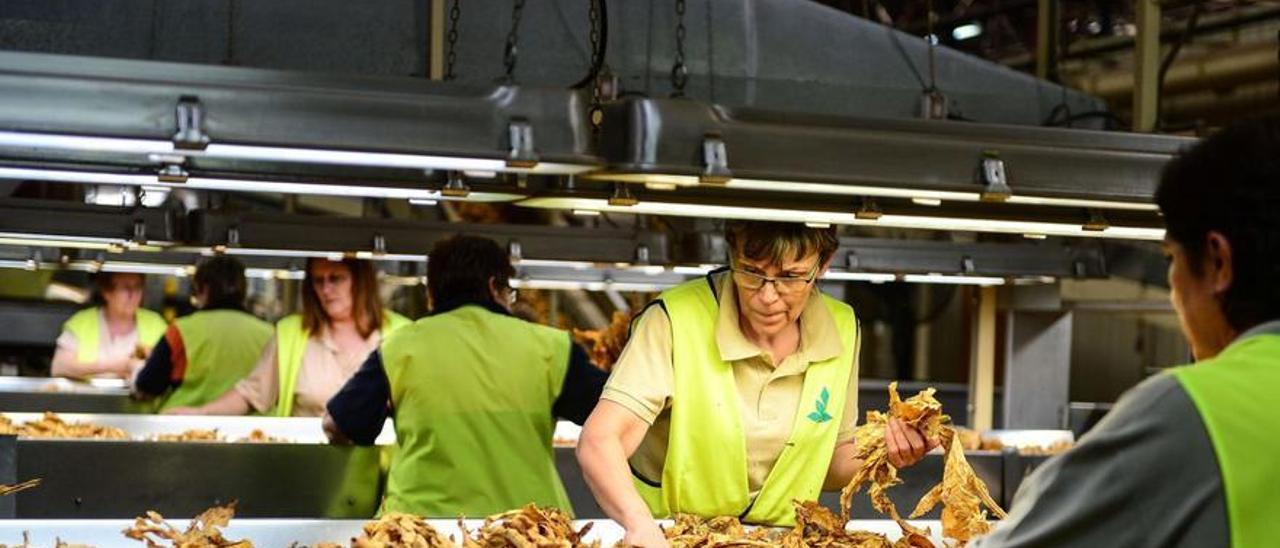 Varias operarias trabajan en una de las líneas de la fábrica de transformación de tabaco de Cetarsa en Talayuela. | TONI GUDIEL