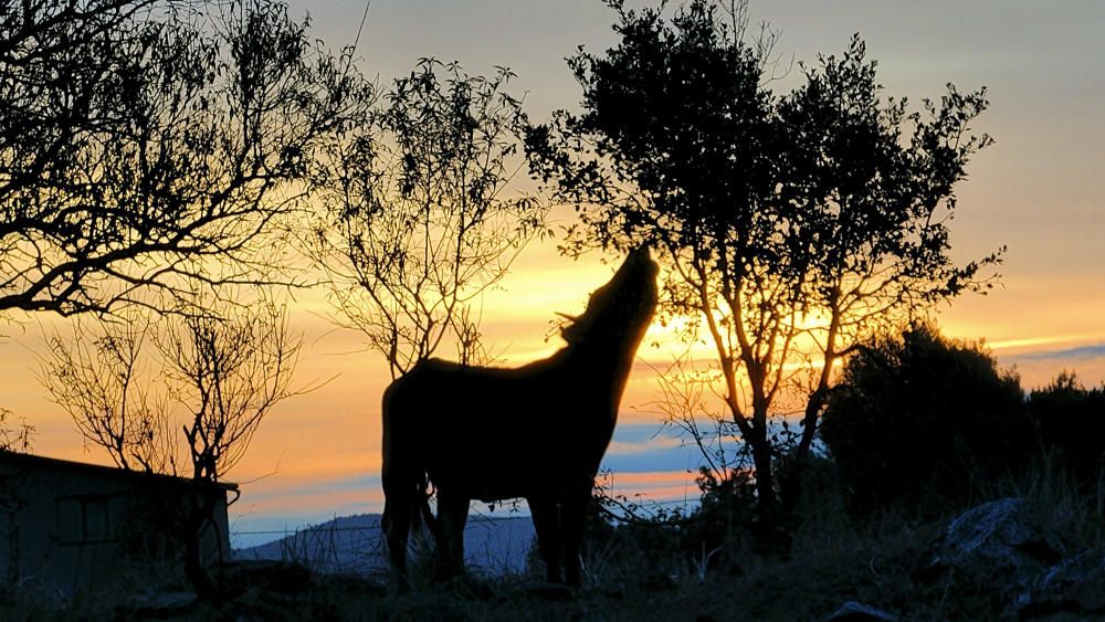 Una sortida del sol entre núvols i vaques.