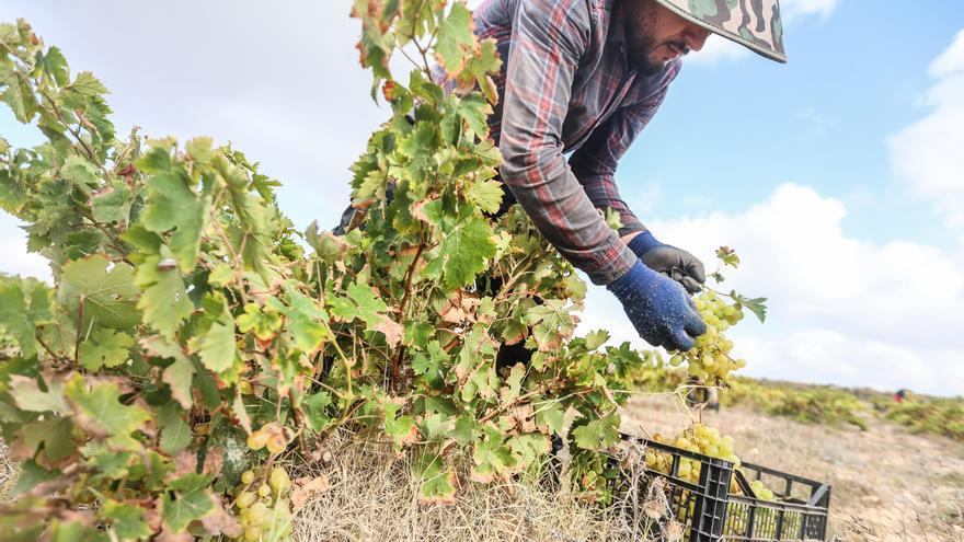 Un vino a golpe de viento y sal en La Mata