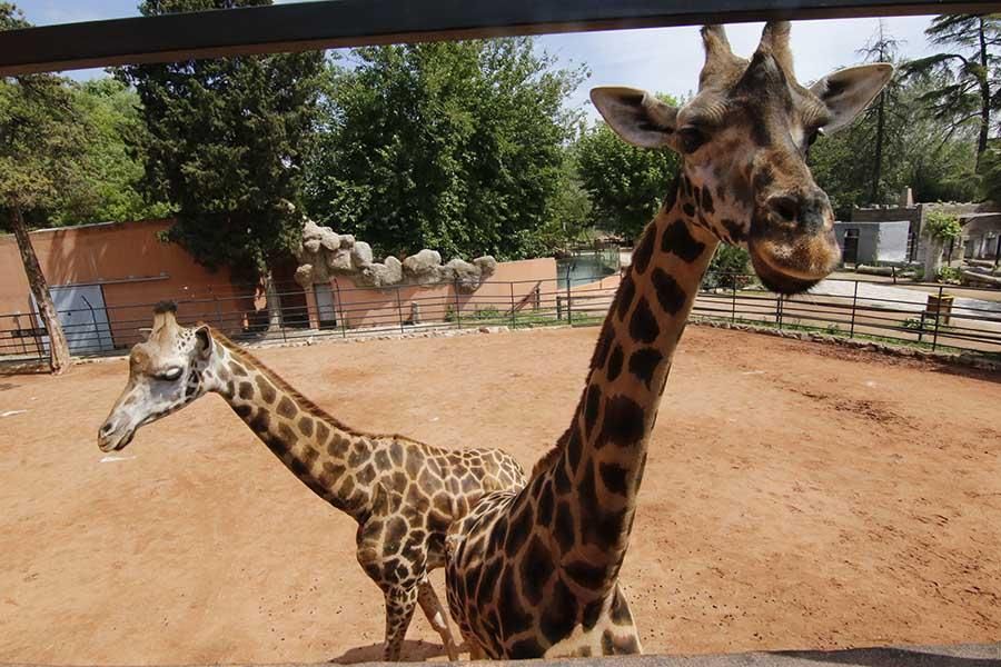 Coronavirus en Córdoba: los animales del zoológico siguen con su rutina diaria