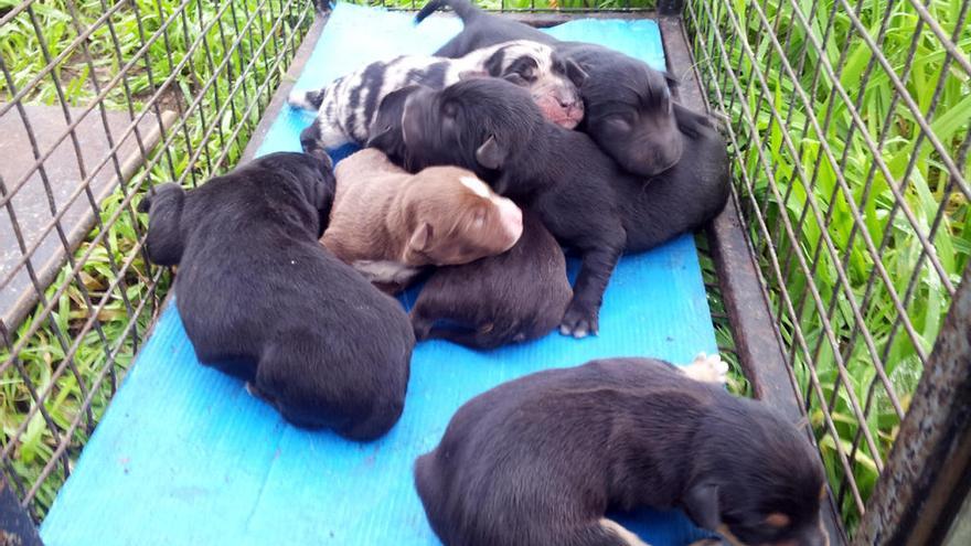 Lo 7 cachorros rescatados en un contenedor de Vigo. // FdV