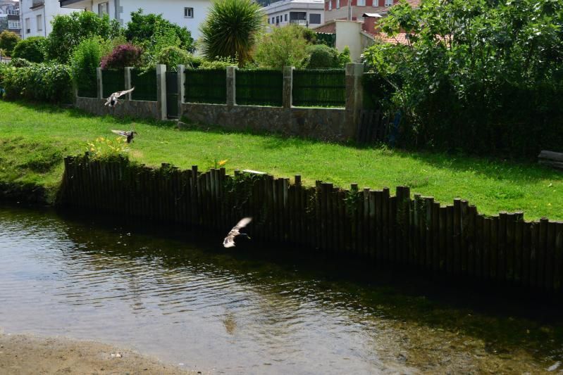 El tramo del río cuenta con numerosa presencia de patos. | G.N.