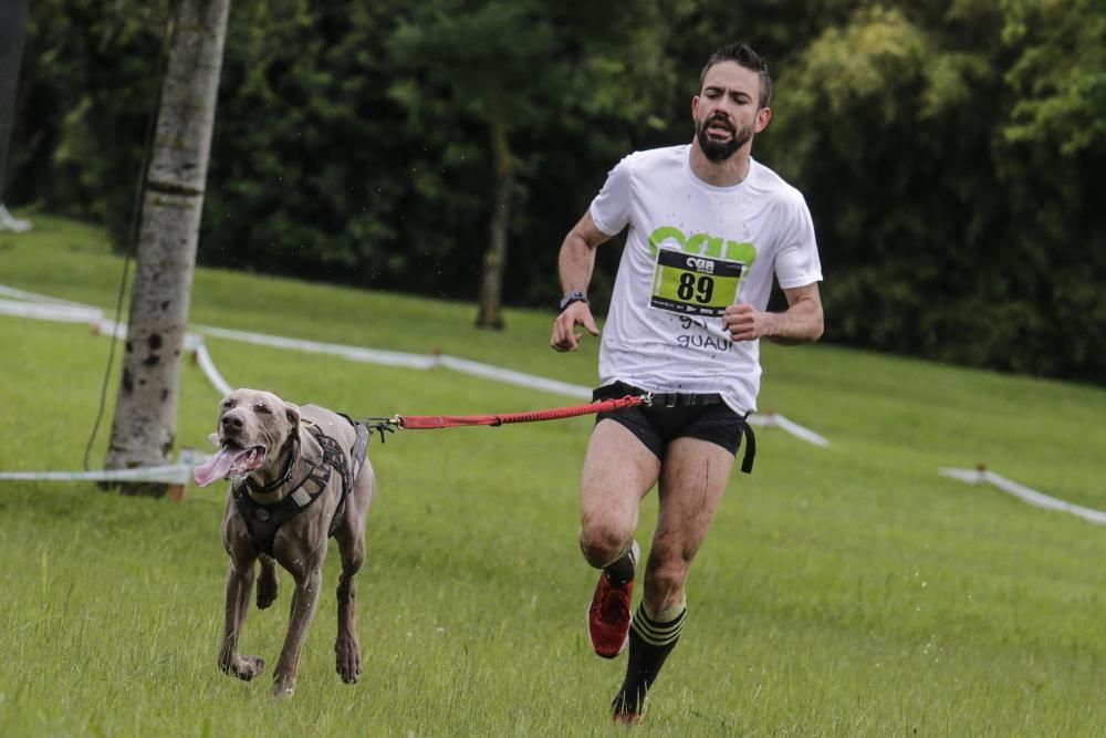 "Can We Run": Deporte, perros y solidaridad toman Gijón