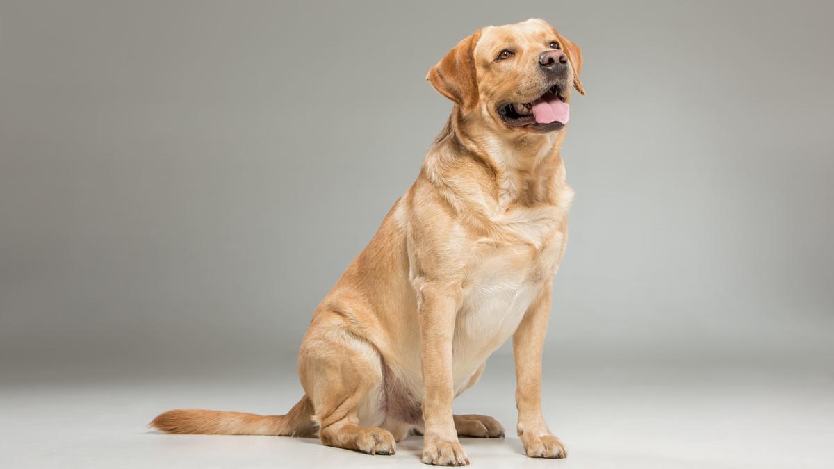 Mascotas: Las cinco razas de perro que más pelo sueltan