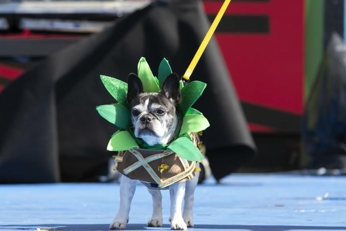 24.02.19. Las Palmas de Gran Canaria. Carnaval 2019. Concurso Carnaval Canino 2019. Cristina Rodríguez Martino, presenta a Kira, con la fantasía "Esta familia es una piña". Foto Quique Curbelo