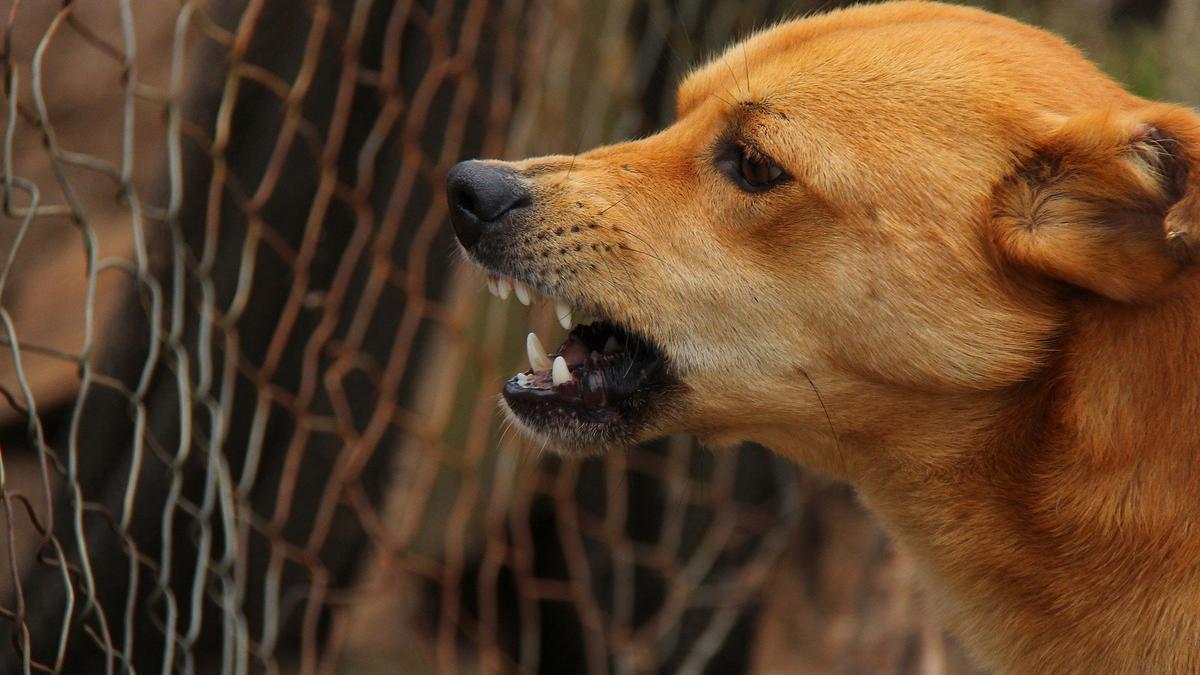 España, en riesgo alto por la rabia: ¿qué hacer si nos muerde un perro infectado?