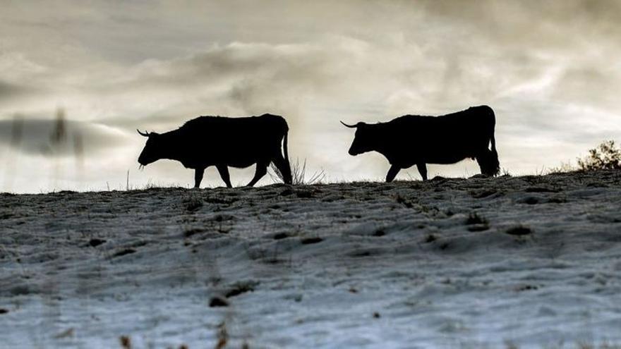 Vacas caminando por una zona agrícola de Montederrano.