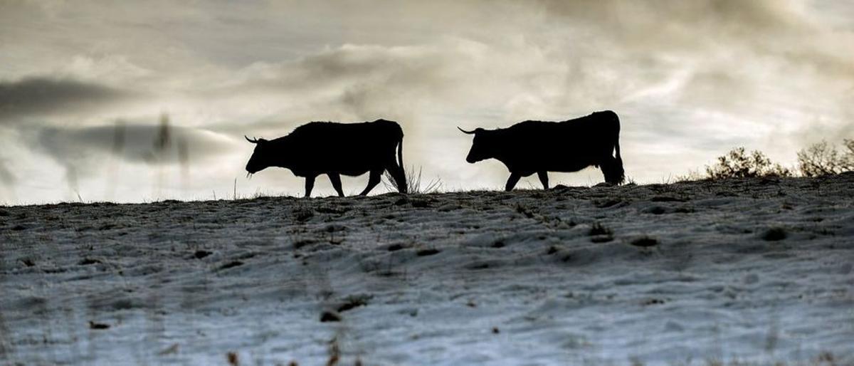 Vacas caminando por una zona agrícola de Montederrano.