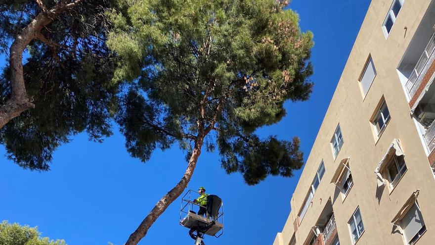 Sant Joan instala un sistema de control en los árboles para evitar caídas de troncos que pongan en riesgo la seguridad ciudadana