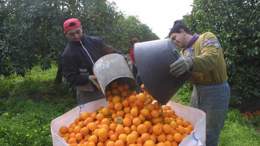 Córdoba exporta frutas y hortalizas en cinco meses por 46,73 millones