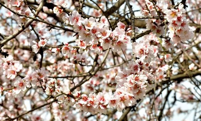 ALMENDRO EN FLOR