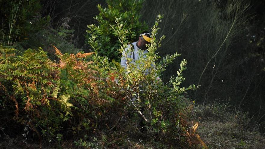 Trabajos de desbroce en Ribadumia (archivo). // I. Abella