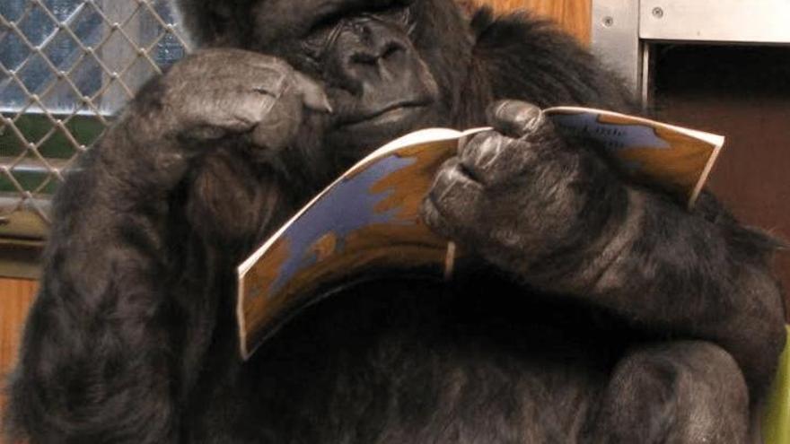 La verdadera historia de la gorila Koko