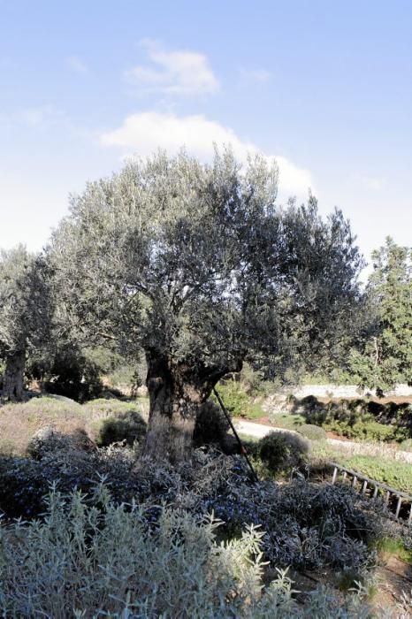 Gartenarchitektin Andi Lechte und Baumexperte Ramón Galmés: Im Februar ist ein Schnitt der "olivos" angesagt. Dies beugt Krankheiten und Schädlingsbefall vor, fördert die Fruchtbildung und erleichtert obendrein die Ernte.