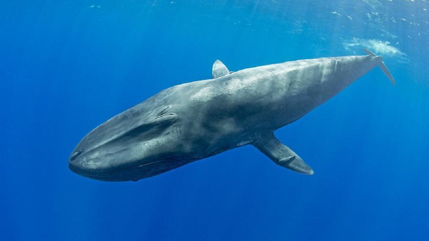 ¿Por qué las ballenas cantan más cuando hay La Niña?