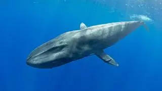 ¿Por qué las ballenas cantan más cuando hay La Niña?