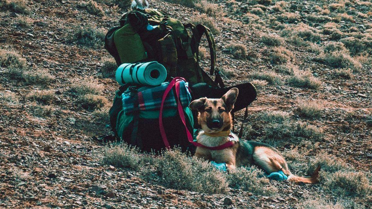 Se cae a un pozo y sobrevive gracias a su perra: la heróica historia de &#039;Tanka&#039;