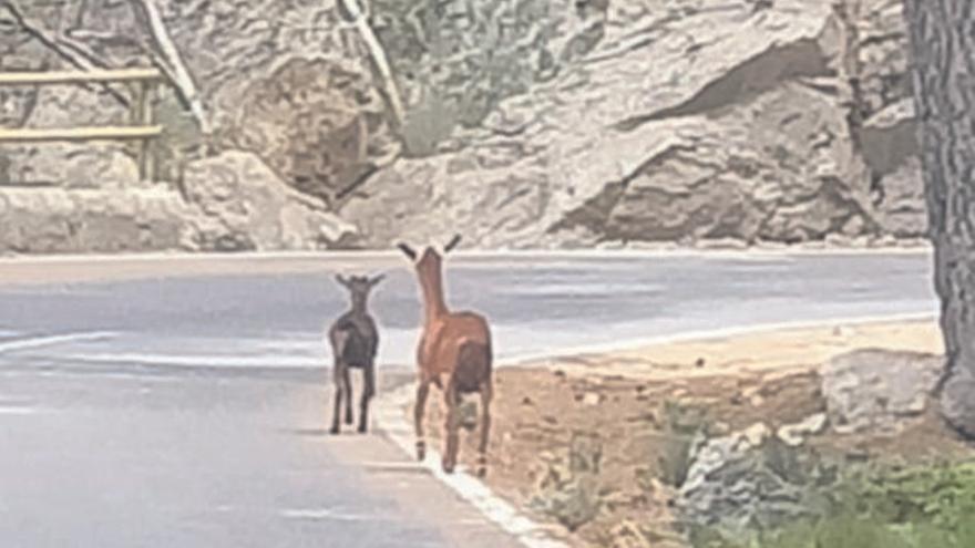 El peligro de los animales sueltos en la Serra