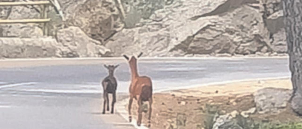 Dos cabras sueltas en la carretera de Lluc.