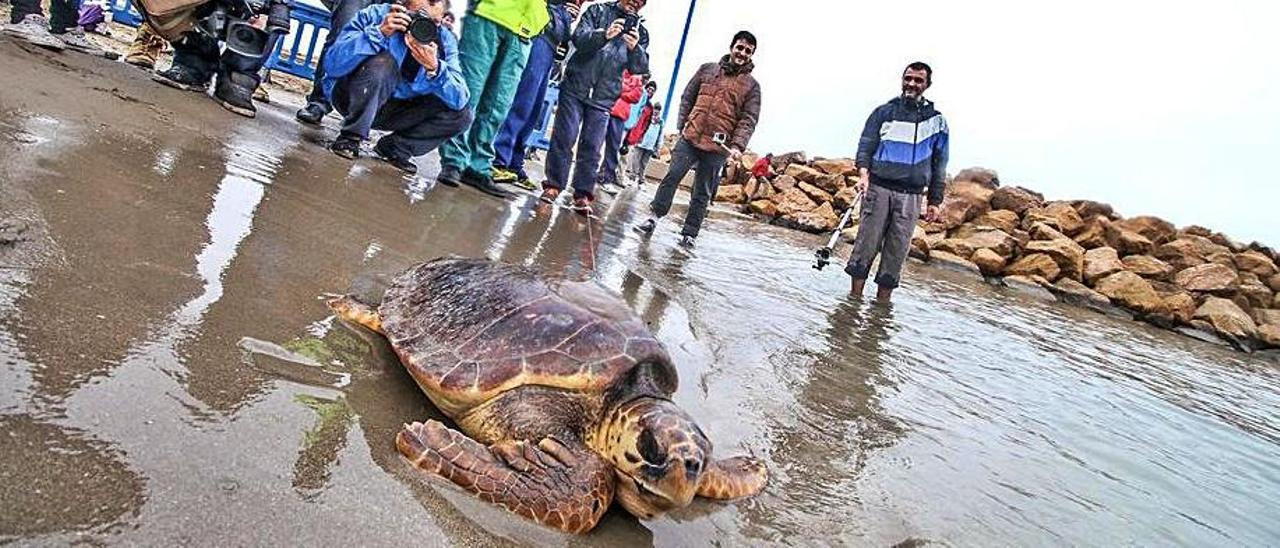 Liberación de una tortuga en Torrevieja en 2015.