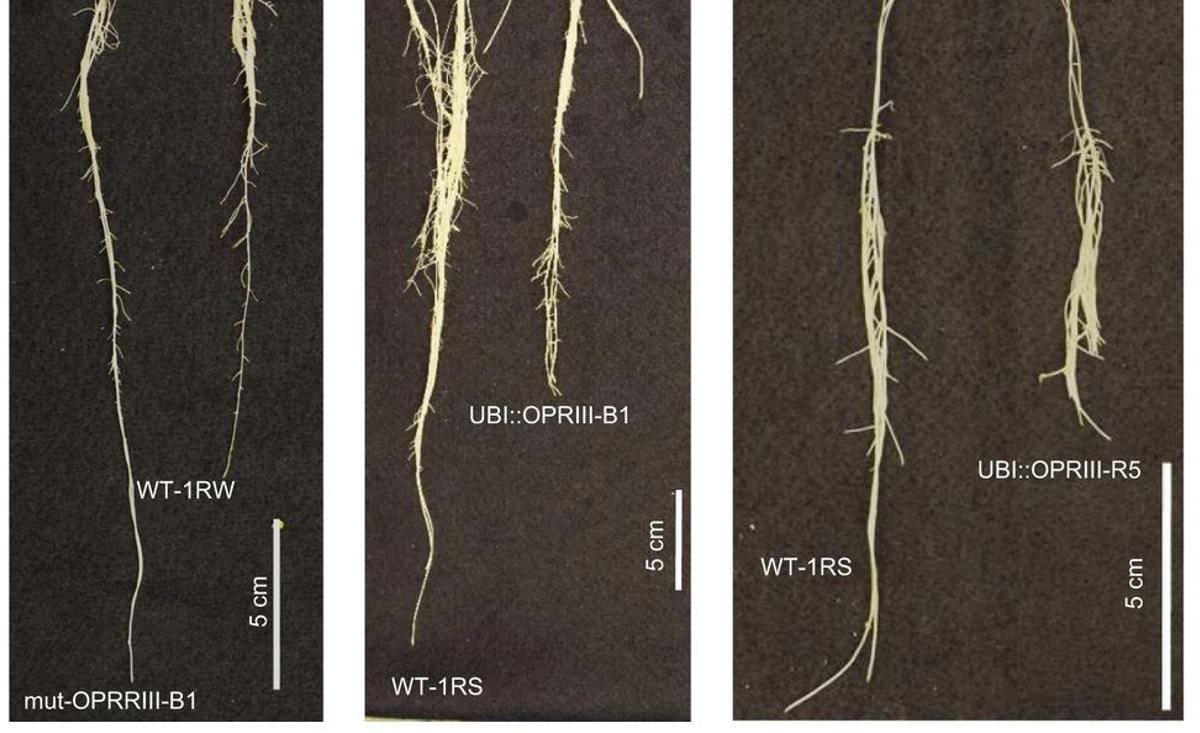 Comparación de raíces durante la experimentación