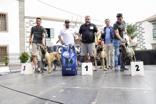 Celebración del I Certamen Nacional de perro ...