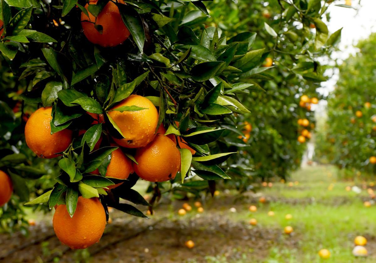 Naranjas.