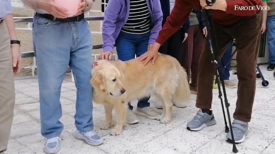 Odie, el compañero favorito de los usuarios de la Residencia Hermanos Prieto de O Carballiño
