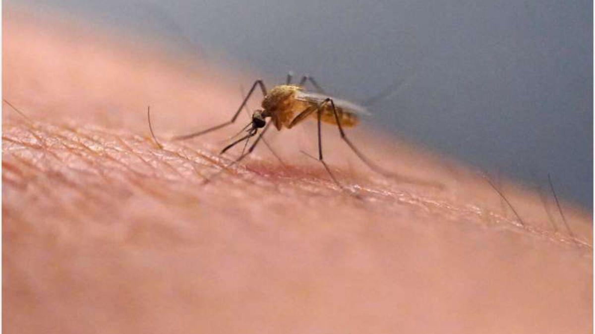 Un mosquito picando a un humano. Las picaduras no solo son molestas y pueden transmitir enfermedades: también pueden generar graves consecuencias en la piel.