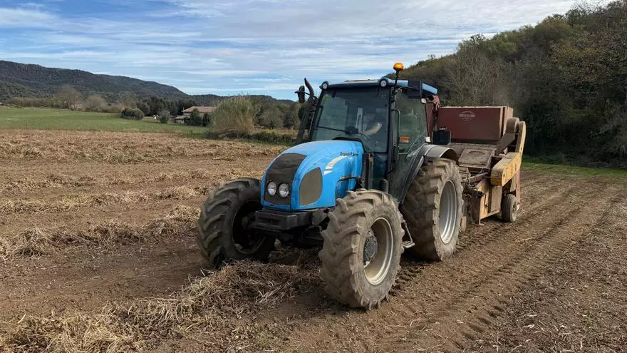 Vídeo | Santa Pau preveu "la millor collita en anys" de fesols gràcies a les pluges i la poca afectació del cabirol