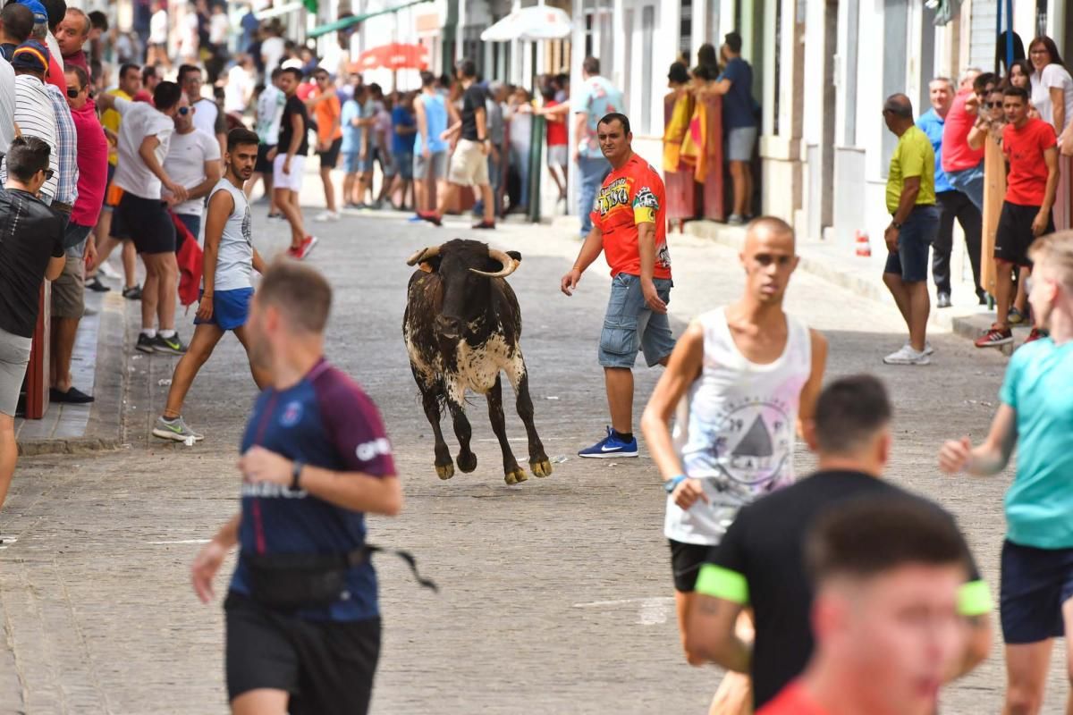 Primer encierro taurino en El Viso