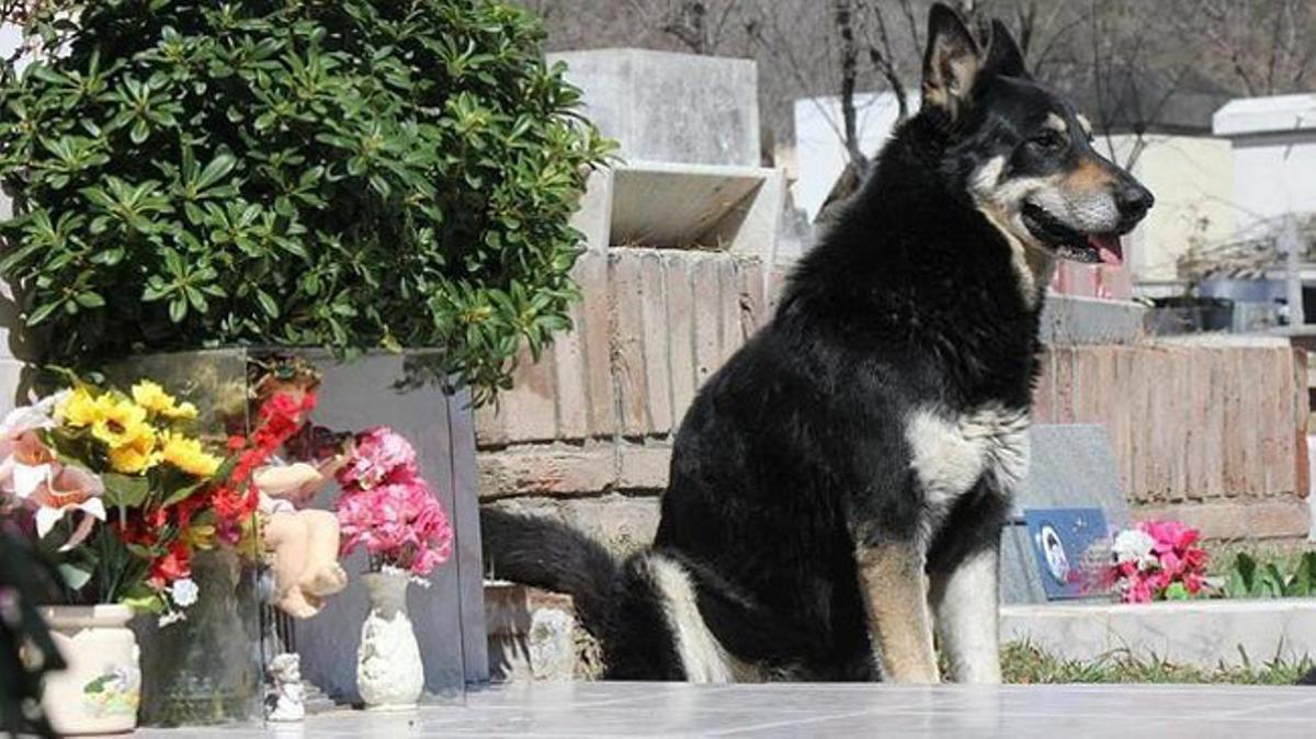 Las 5 historias más tiernas de animales con personas