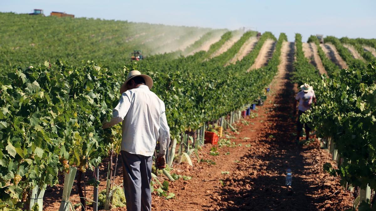 Un viticultor revisa una cepa en espaldera en Montilla.